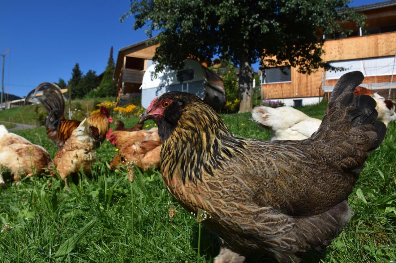 Ferienwohnung Brittenberg Alpaka Schwarzenberg im Bregenzerwald Luaran gambar